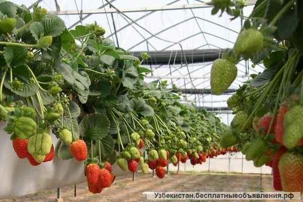 Работа в Англии на ферме без посредников и предоплат за услуги по трудоустройству