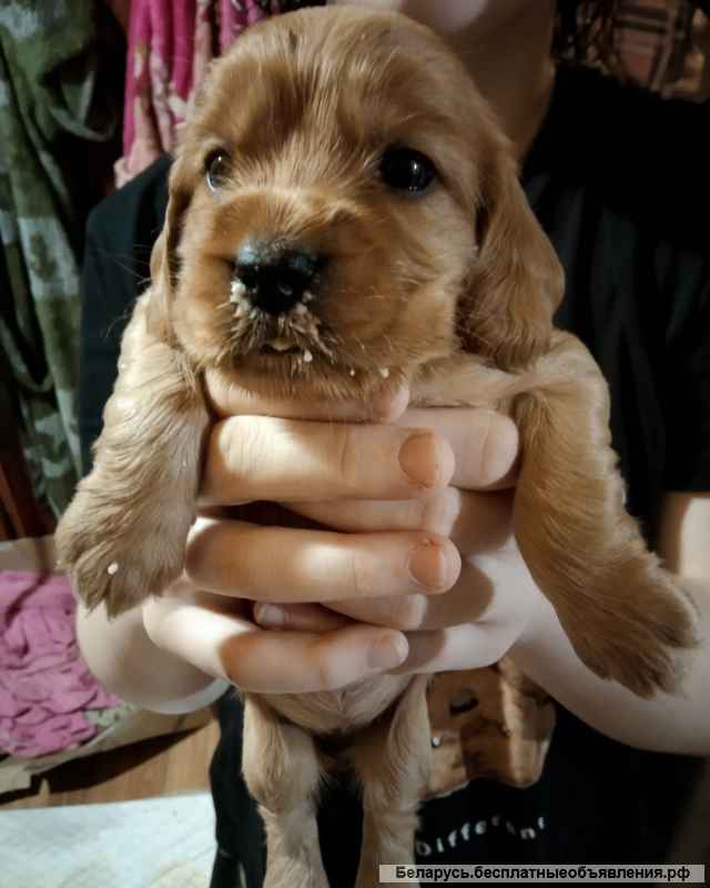 Доступны к бронированию