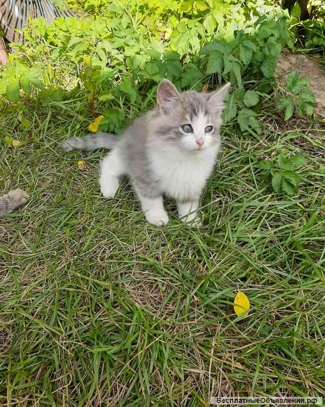 Люди добрые возьмите в хорошие руки милых котят