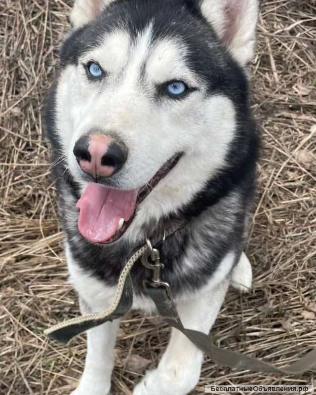 Сибирский хаски Дагор в дар