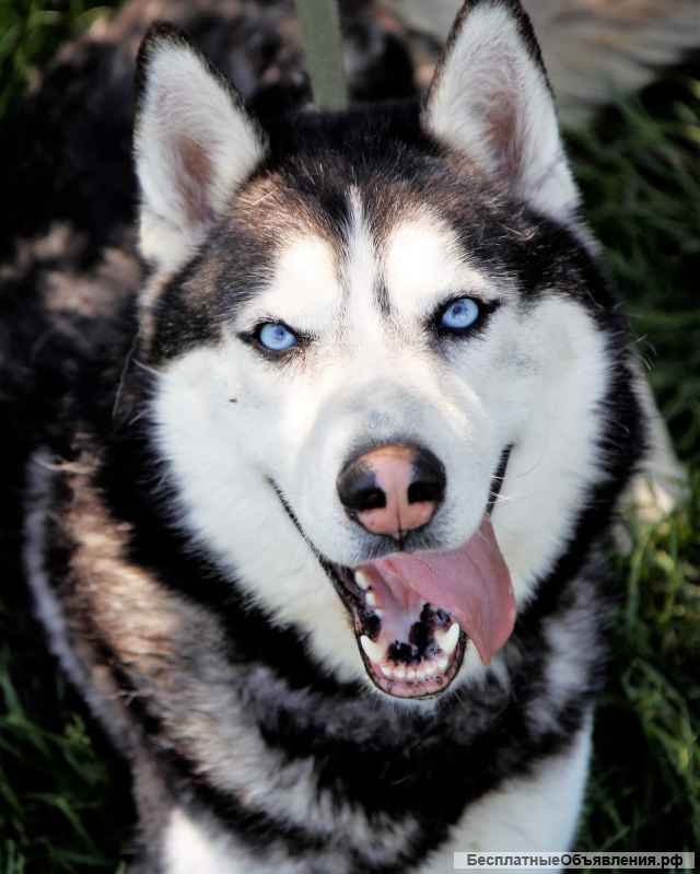 Сибирский хаски Дагор в дар