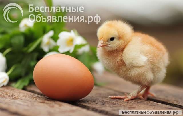 Сотрудники на птицефабрику