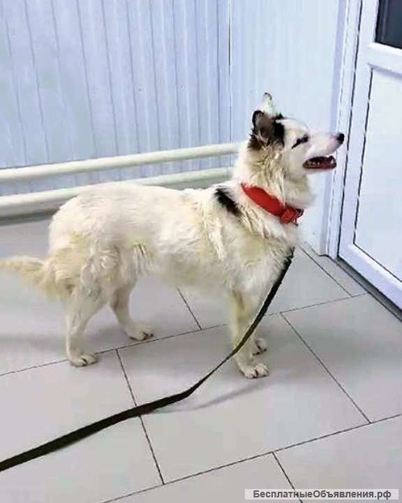 Белый медведь Самсон, изумительный домашний пес в добрые руки