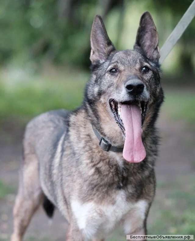 Заводной Арчи в Добрые руки