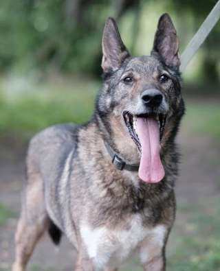 Заводной Арчи в Добрые руки