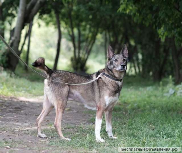 Заводной Арчи в Добрые руки