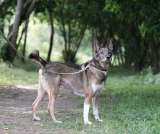 Заводной Арчи в Добрые руки