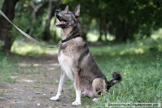 Заводной Арчи в Добрые руки