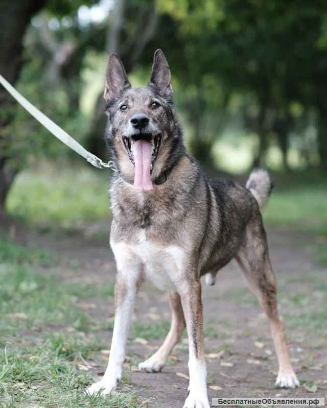 Заводной Арчи в Добрые руки