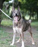 Заводной Арчи в Добрые руки