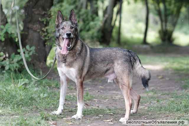 Заводной Арчи в Добрые руки