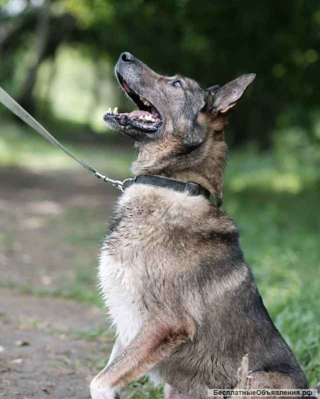 Заводной Арчи в Добрые руки