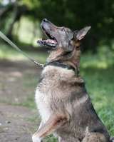 Заводной Арчи в Добрые руки