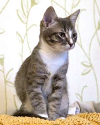 Полосатенькое чудо, очаровательный котенок Чунь в добрые руки