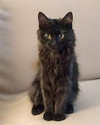 Маленькое чудо Яшенька, милейший черный котенок в добрые руки