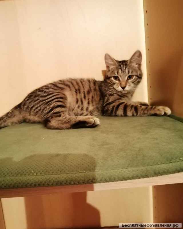 Красотка Мила ждёт свою семью