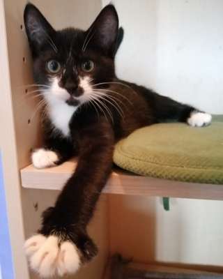 Чудесный парнишка Кент в любящую семью