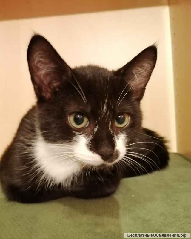 Чудесный парнишка Кент в любящую семью