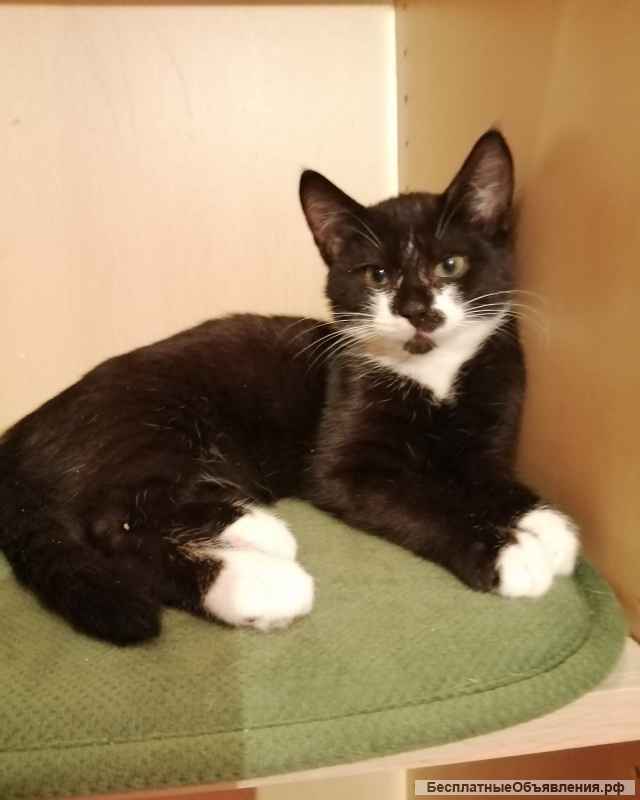 Чудесный парнишка Кент в любящую семью