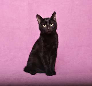 Ласковый и игривый черный котенок-подросток Степа в добрые руки