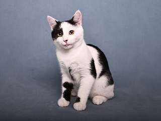Красивый и элегантный котенок-подросток Симба в добрые руки