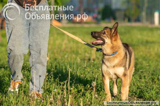 Активная, игривая и ласковая собака Лада ищет добрых хозяев