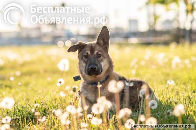 Активная, игривая и ласковая собака Лада ищет добрых хозяев