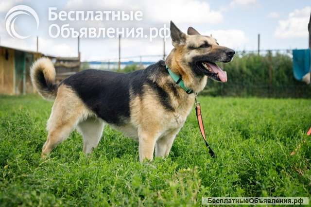 Взрослая восточно-европейская овчарка Тайга в добрые руки