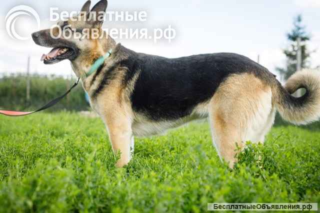 Взрослая восточно-европейская овчарка Тайга в добрые руки