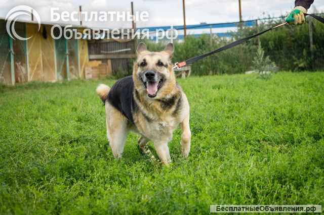 Взрослая восточно-европейская овчарка Тайга в добрые руки