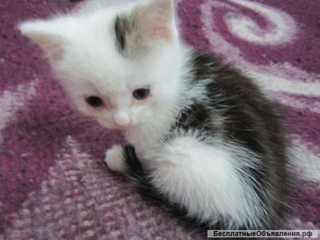 Котенок в добрые, заботливые руки