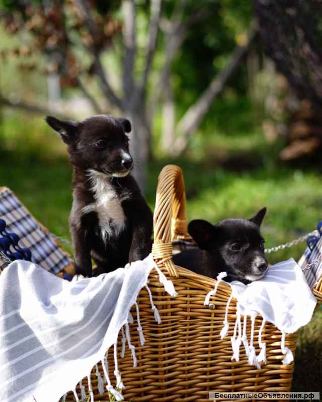 Щенки
