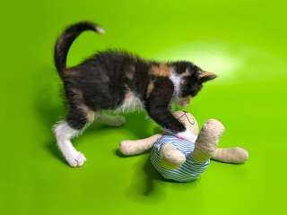 Малышка Киви, чудесный трехцветный котенок ищет дом и доброе сердце