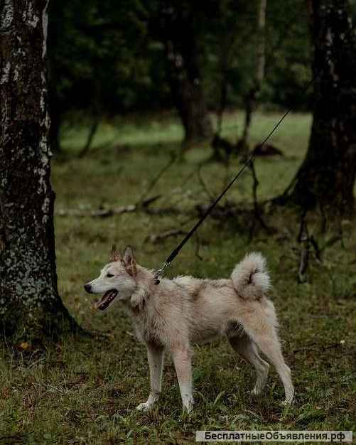 Ищет дом и любящую семью брутальный красавчик Айс
