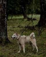 Ищет дом и любящую семью брутальный красавчик Айс
