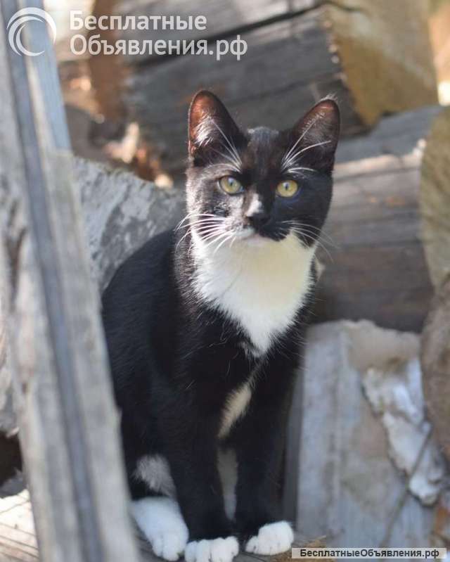 Обаятельный котенок Кузьма в добрые руки