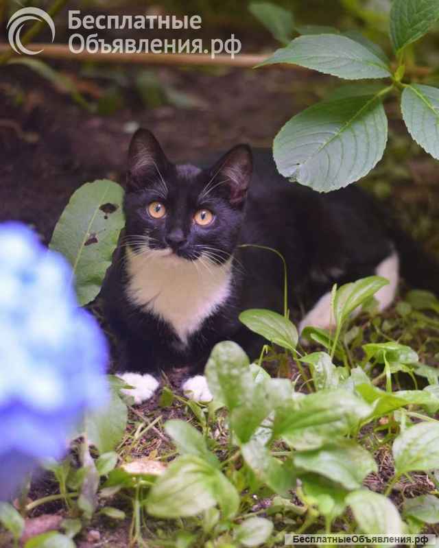 Обаятельный котенок Кузьма в добрые руки