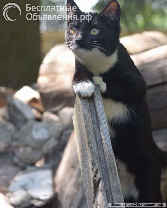 Обаятельный котенок Кузьма в добрые руки