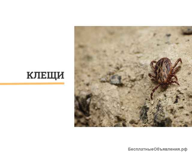 Дезинсекция, уничтожение клопов, тараканов, блох