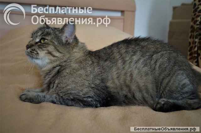 Спокойная и добрая кошка Анфиса в добрые руки