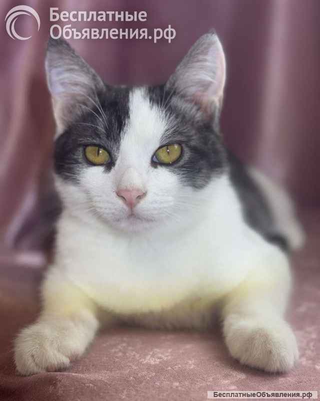 Замечательный котенок Лунтик ищет дом