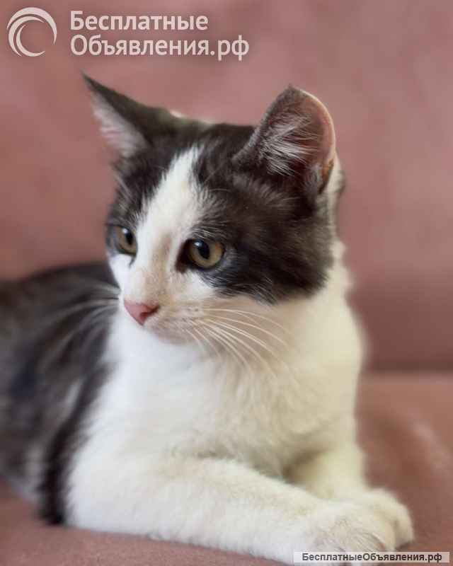 Замечательный котенок Лунтик ищет дом