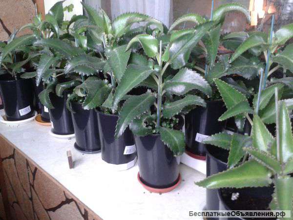 Каланхоэ - лечебное растение