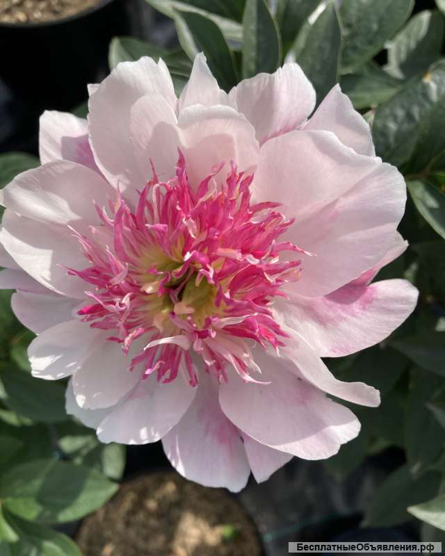 Корни пионов сортовых