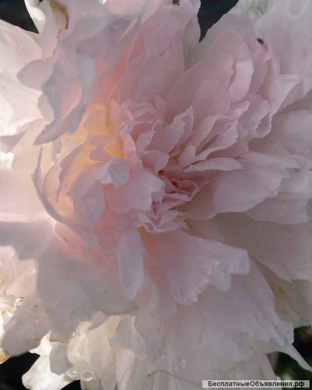 Корни пионов сортовых