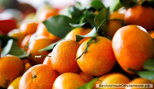 Мандарины оптом из Абхазии