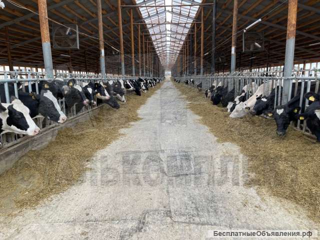 Стойловое оборудование для КРС