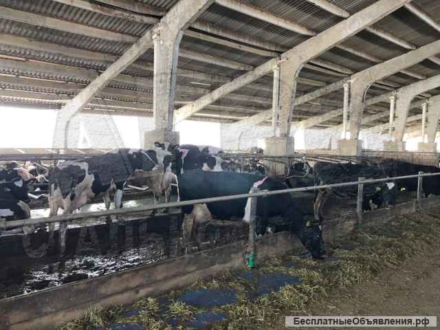 Стойловое оборудование для КРС