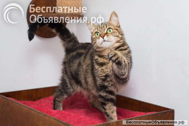 Великолепная кошка Симона в добрые руки