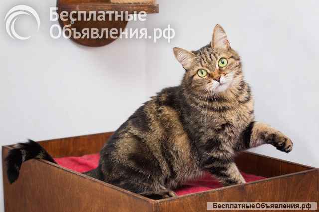 Великолепная кошка Симона в добрые руки